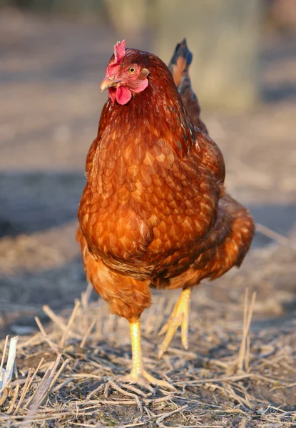 Höna i bio farm — Stockfoto