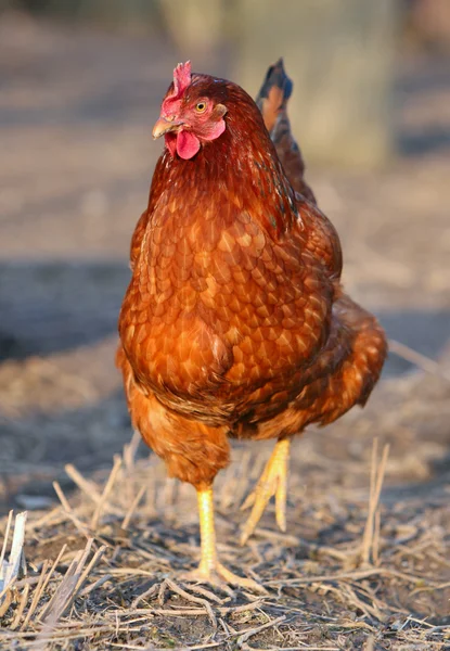 Hen in bio farm Stock Image