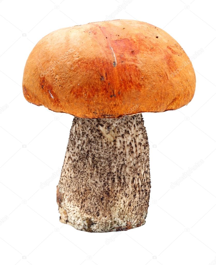 Big fungus with Red-capped