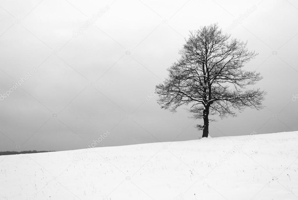 Tree iin meadow at winter