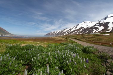 İzlanda dağ panorama çiçekli