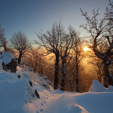 Güzel kış günbatımı Karda ağaçlarla