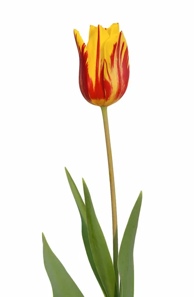 Orange - Yellow Tulip — Stock Photo, Image