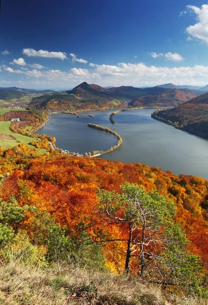 Paesaggio autunnale con alberi e prato in primo piano . — Foto Stock