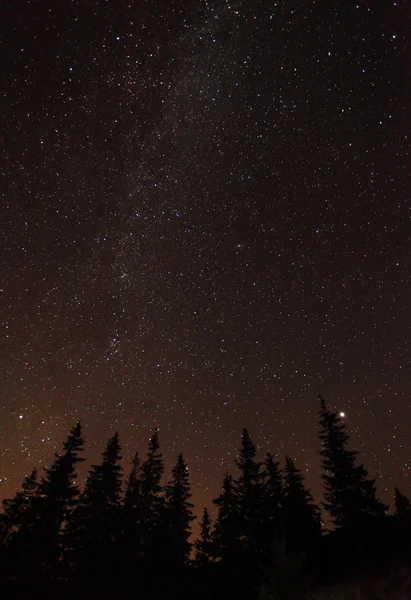 Silueta de árboles — Foto de Stock