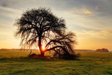ağaç sunset