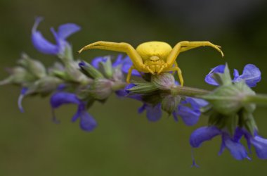 Yellow spider on a green grass. Misumena vatia clipart