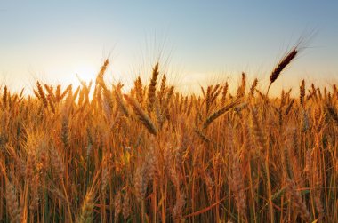 alan altın kulaklı günbatımı içinde buğday