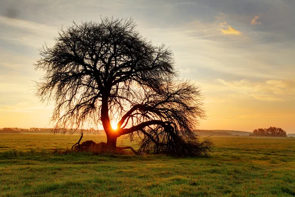 Дерево на заході сонця — стокове фото