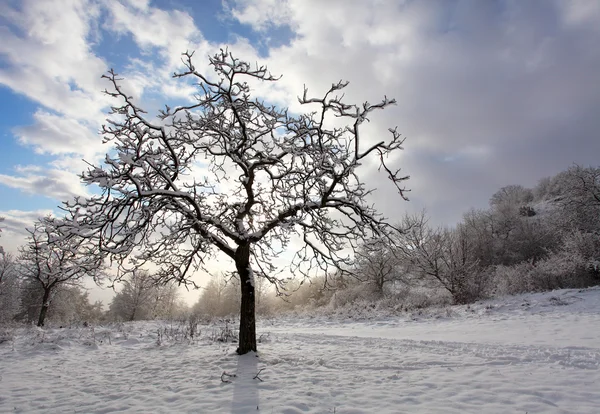 Raggi e alberi — Foto Stock