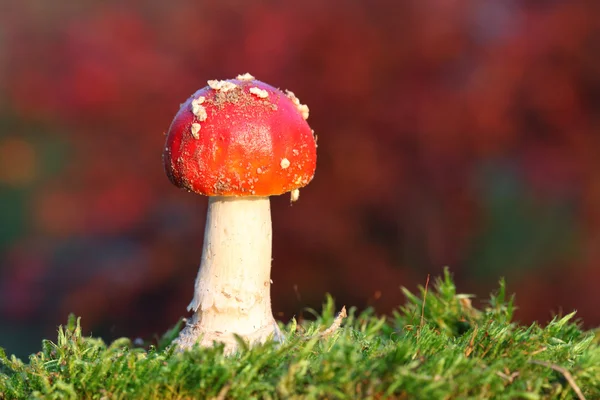 Red toadstool — Stock Photo, Image