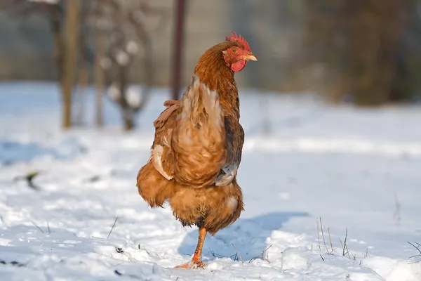 Hen in winter - farm bird — Stock Photo, Image