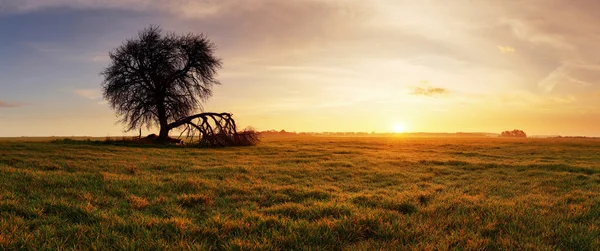 Árvore e sol — Fotografia de Stock