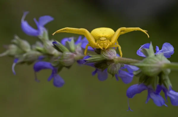 Желтый паук на зеленой траве. Misumena vatia — стоковое фото