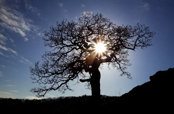 Güneş ve renkli gökyüzü ile yalnız ağacı — Stok fotoğraf