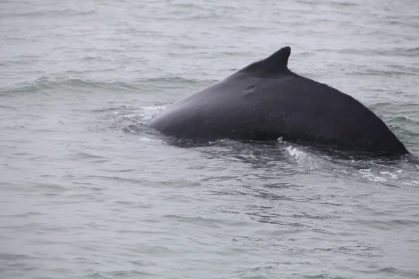 Wieloryb olbrzymi (megaptera novaeangliae)) — Zdjęcie stockowe