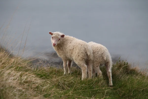 Schapen kommuna — Stockfoto