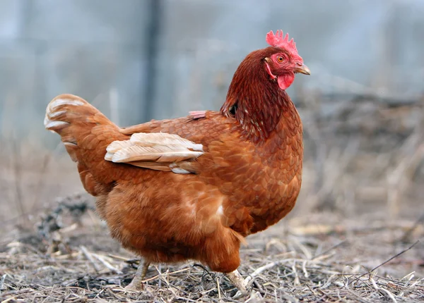 Chicken in biofarm — Stock Photo, Image
