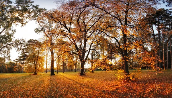 Panorama van de herfst in park — Stockfoto