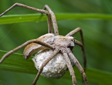 Makro örümcek (pisaura mirabilis)