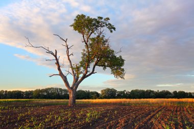 eski buğday alanında günbatımı duran ağaç