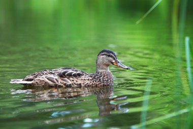kadın yeşilbaş ördek Yeşil Göl.