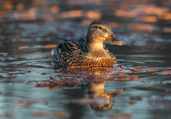 Pato fêmea em um lago calmo no início da manhã — Fotografia de Stock