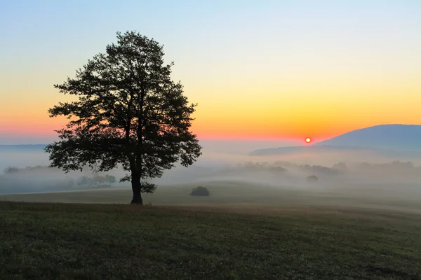 Albero sul prato — Foto Stock