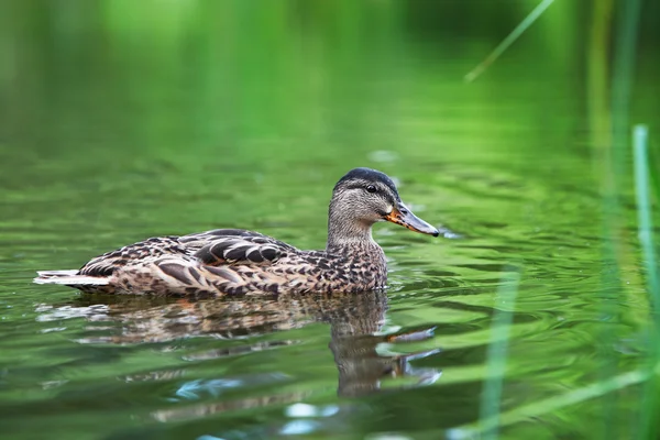 Kvinnliga gräsand i gröna sjön. — Stockfoto