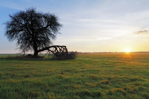 Träd och sol — Stockfoto