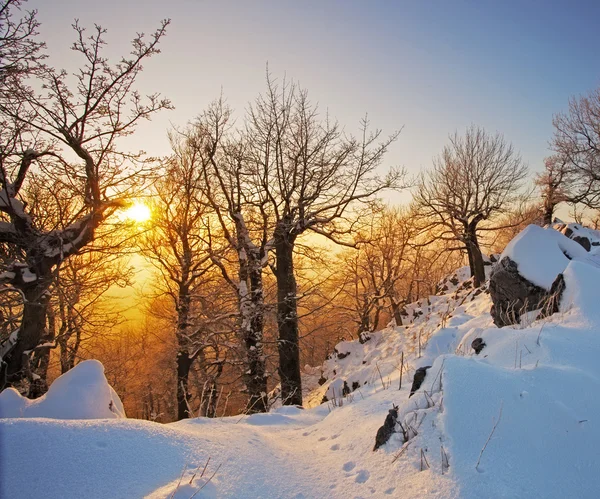 Inverno in una foresta — Foto Stock