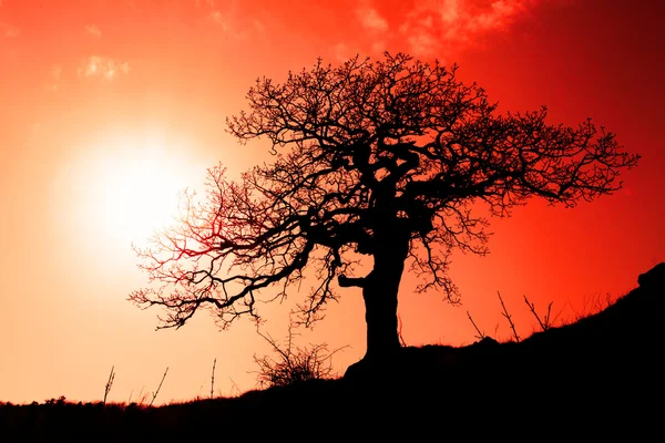 Árbol solitario con sol y color rojo naranja amarillo cielo — Foto de Stock