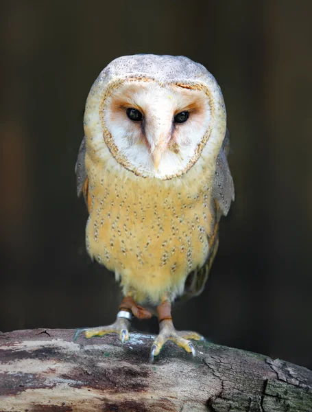 Barn - Tyto alba — Stock Photo, Image