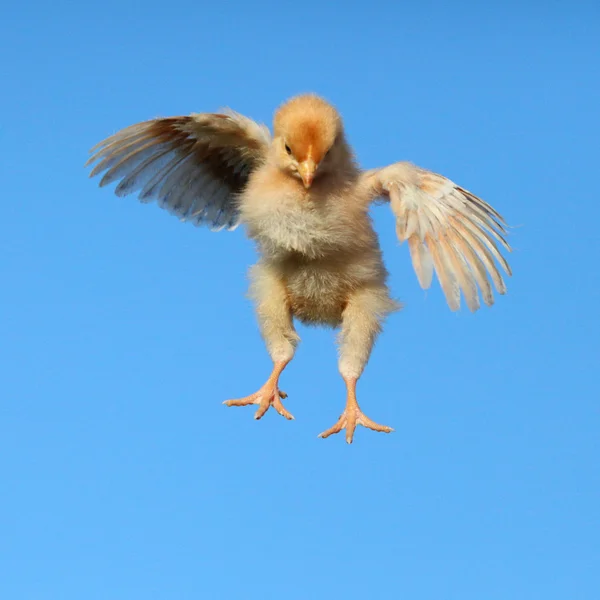 Flying chicken — Stock Photo, Image