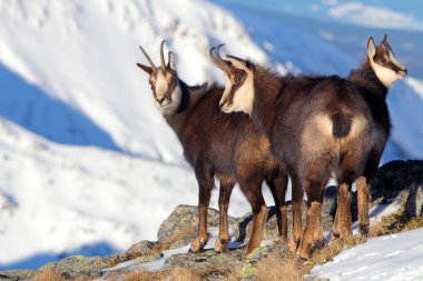 Slovakya, kış chamois grubu