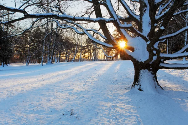 Alone tree in winter park. — Stock Photo, Image