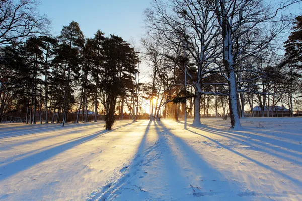 Albero invernale con raggi di sole — Foto Stock