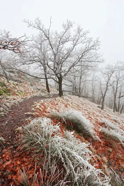 Winter tree — Stock Photo, Image