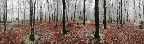 Las zima panoramy 360 stopni — Zdjęcie stockowe