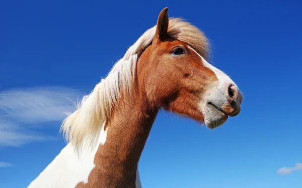 Cavalo islandês — Fotografia de Stock