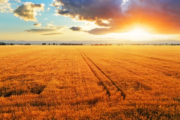 Wheat field — Stock Photo, Image