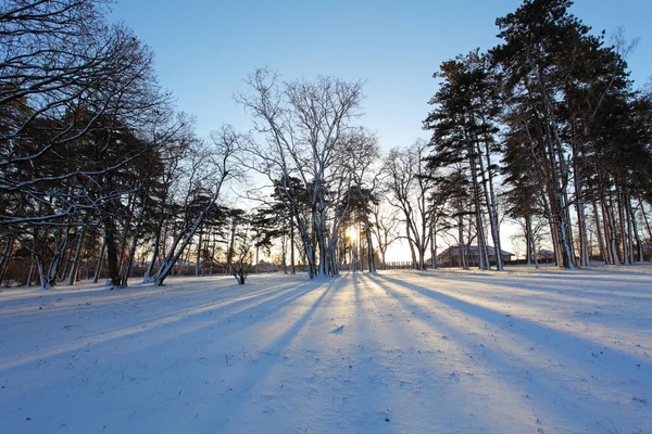 태양 광선으로 겨울 나무 — Stok fotoğraf