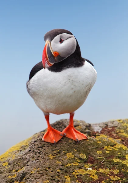 Puffin de ave —  Fotos de Stock