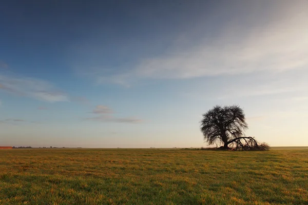 Copac la apus — Fotografie, imagine de stoc