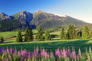 Beauty mountain panorama with flowers