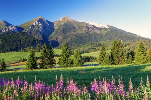 Panorama de montanha beleza com flores — Fotografia de Stock