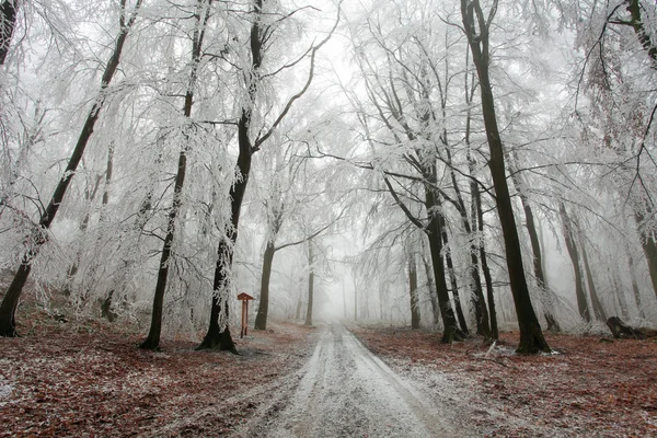 Winter forest at fog — Stock Photo, Image