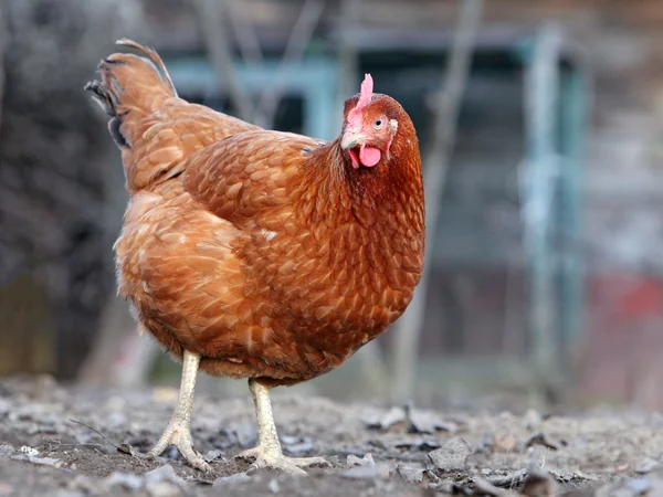 Frango em biofarma — Fotografia de Stock