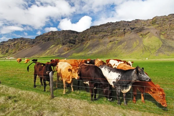 Ko på grön äng i Island — Stockfoto