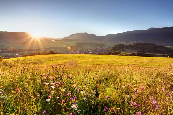 Wild flower meadow in mountain at sunrise — Stock Photo, Image